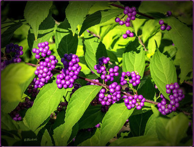 American Beautyberry 2019
