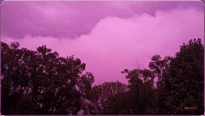 Lavender Rainy Sky 2019