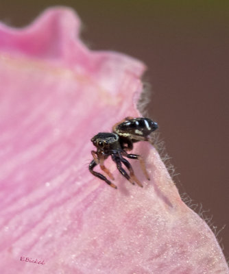 Tiny Spider