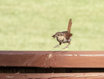 Nesting Wren 2019