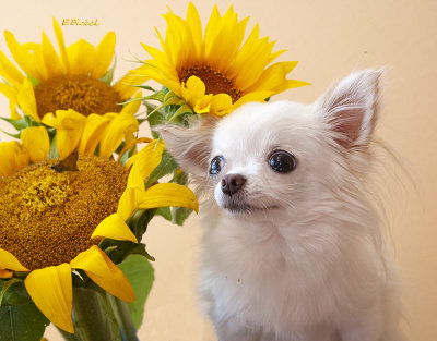 Bailey and the Sunflowers 2018