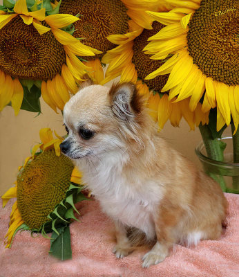 Bella and the Sunflowers