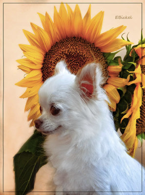 Bailey and the Sunflowers 2019