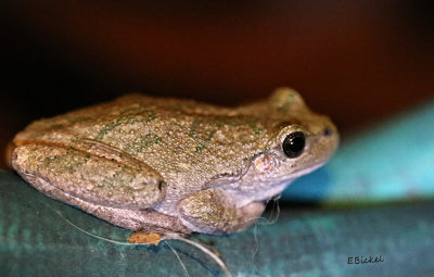 Nighttime Visitor