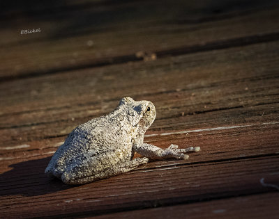 Small Toad