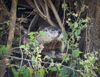 Woodchuck in the Wood Pile 2019