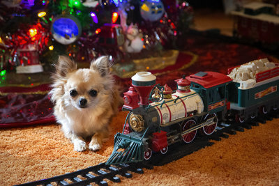 Bella and the Train