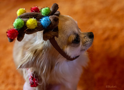 Cute in her Christmas Gift