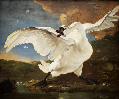 The Threathened Swan
