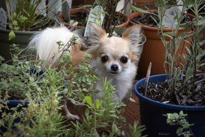 Bella in the Herbs