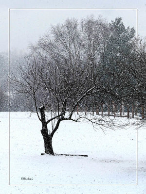 Broken Tree in a Snowy Landscape 2020