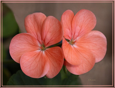 Pelargonium 2020