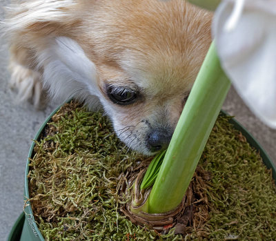 Helping with the Amaryllis