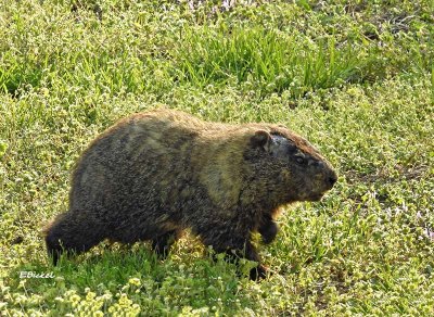 Bob: the Bobtail Groundhog 2019