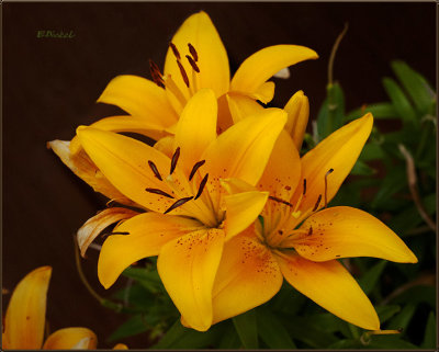 Last of the Lilies