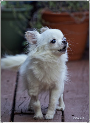Bark. Bark! Bark Bark!! Bark!!!