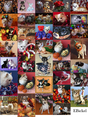 Collage Chihuahua Family: Part #1