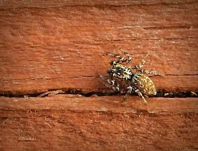 Jumping Spider