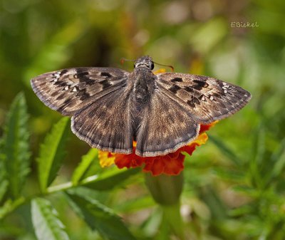 Dusky Skipper 2020