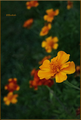 Marigolds at Dusk