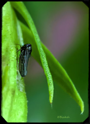 Leaf Hopper