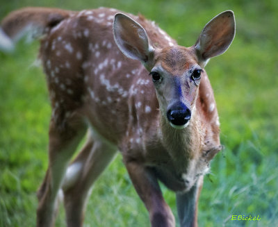 Fawn Buck