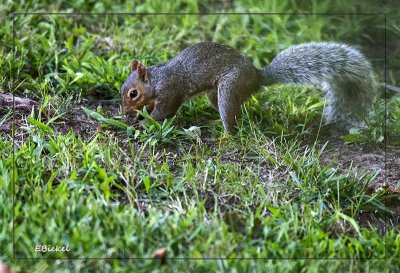 Hunting for Food