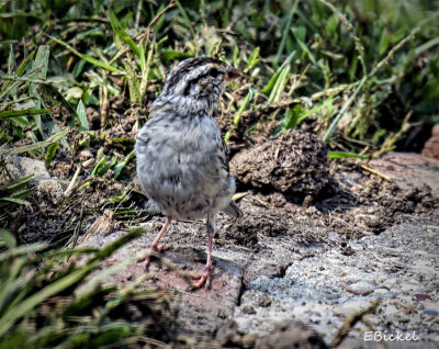 Chipping Sparrow