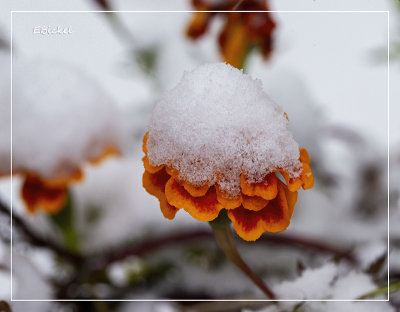 October Snow 2020