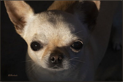 Face of Love