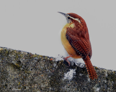 Winter Carolina Wren 1-27-21