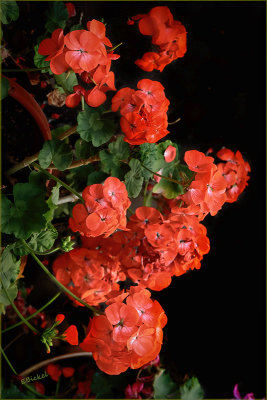 January Geraniums 1-09-21