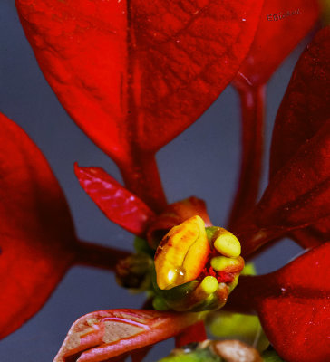 Poinsettia Flower 2021