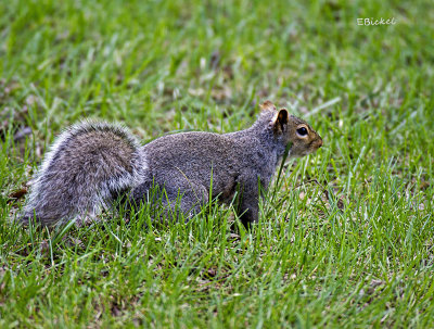 In the Grass