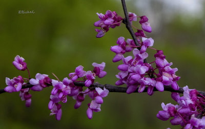 Red Buds 4-16-21