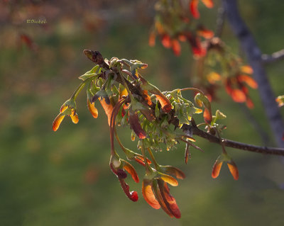 Silver Maple Awakening 4-02-21