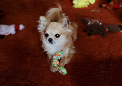 Bella and her Toys