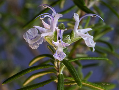 Rosemary Flowers 4-06-21