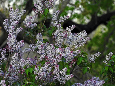 Lilac Time 4-24-21