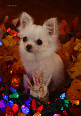 Bailey's Birthday Celebrations