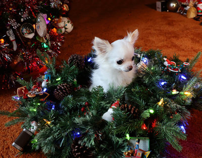 Bailey in the Christmas Wreath