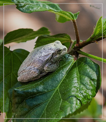 Tiny Toad