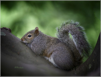 Treed 8-20-21
