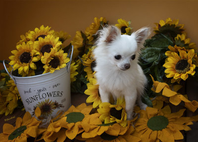 Bailey and the Sunflower