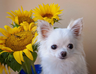 Bailey and the Sunflowers 2018