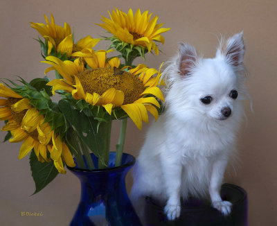 Bailey and the Sunflowers 2018