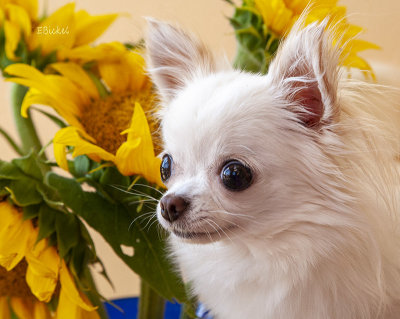 Bailey and the Sunflowers 2018