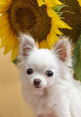 Bailey and the Sunflowers 2019