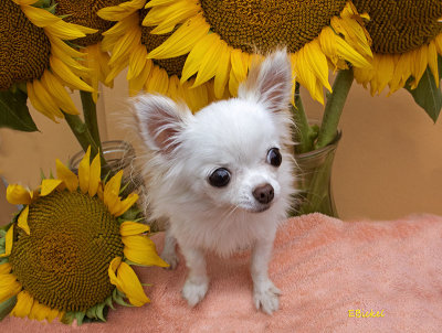 Bailey and the Sunflowers 2019