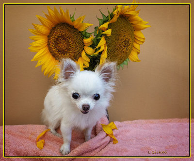 Bailey and the Sunflowers 2019